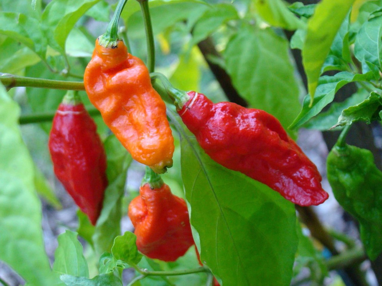 Bhut Pepper