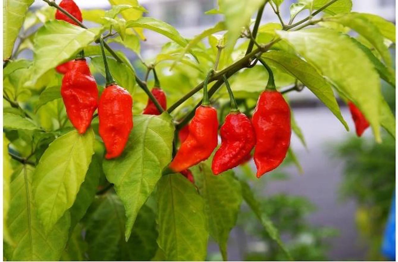 Bhut Pepper