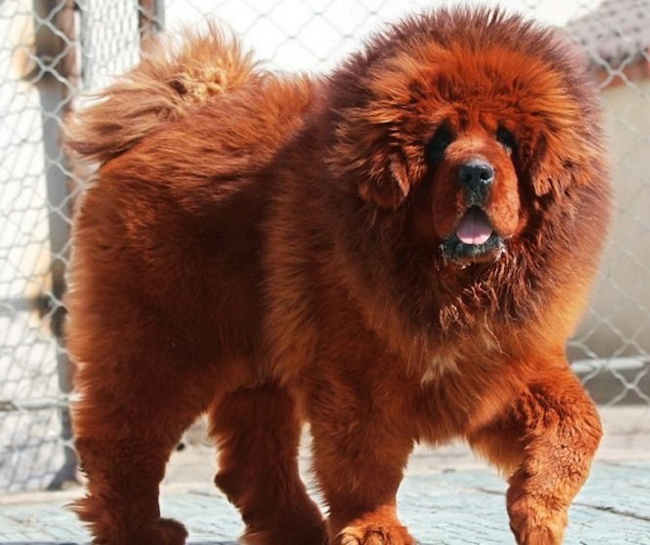 tibetan mastiff