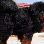 Tibetan Mastiff