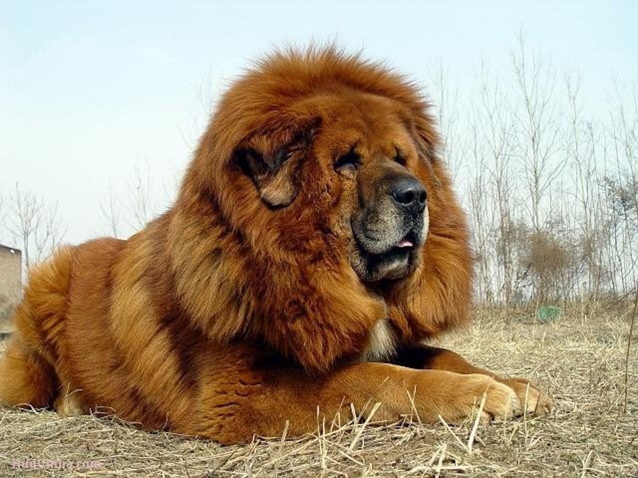 tibetan mastiff