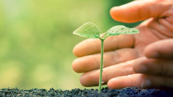 cambiamenti climatici green economy