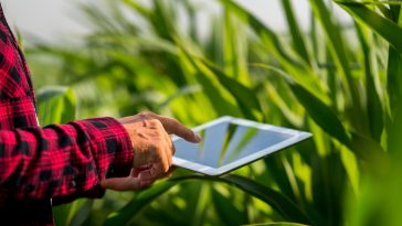 il progetto oliviamo in equity crodwfunding