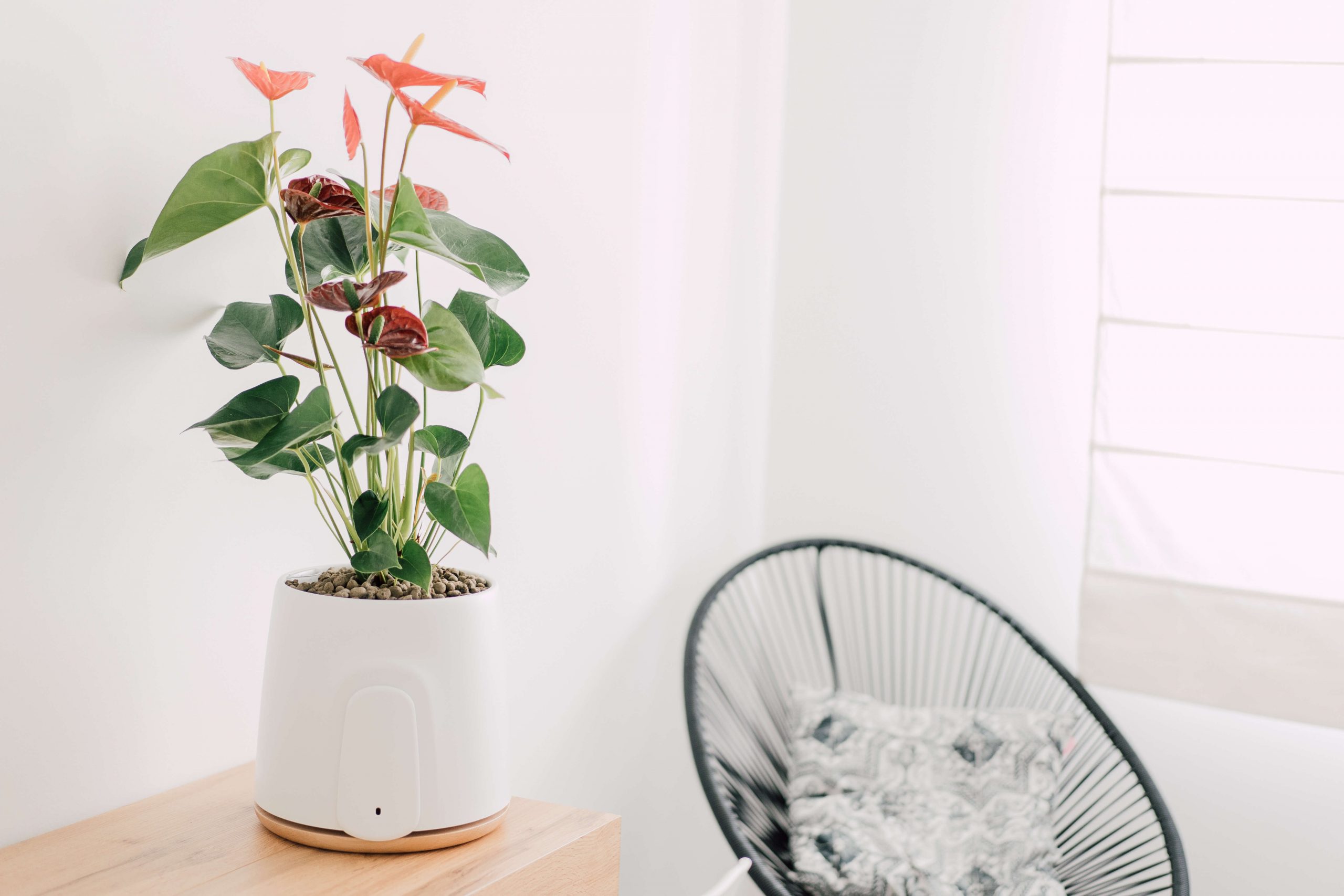 Natede, il purificatore d'aria di Vitesy