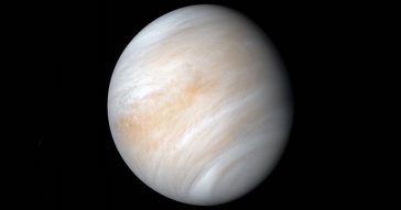 segni vita venere