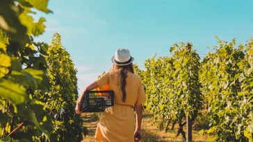 aprire un'azienda vinicola