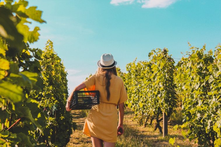 aprire un'azienda vinicola