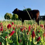 Agricoltura biologica e allevamento estensivo