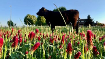 Agricoltura biologica e allevamento estensivo