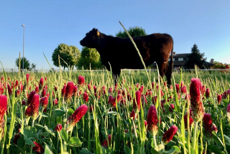 Agricoltura biologica e allevamento estensivo