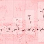 arte&impresa michele guido _study for ce1b _03.02.15 garden project _livin corall