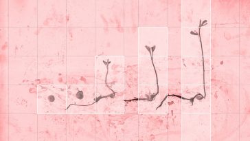 arte&impresa michele guido _study for ce1b _03.02.15 garden project _livin corall