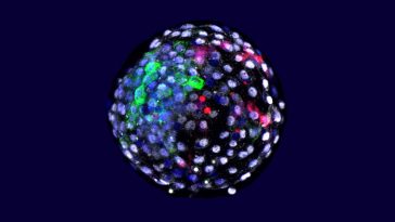 embrioni uomo scimmia