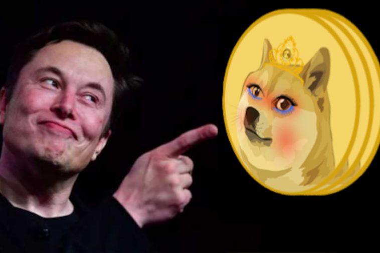 elon musk wifedoge