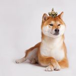 shiba inu criptovaluta