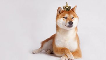 shiba inu criptovaluta