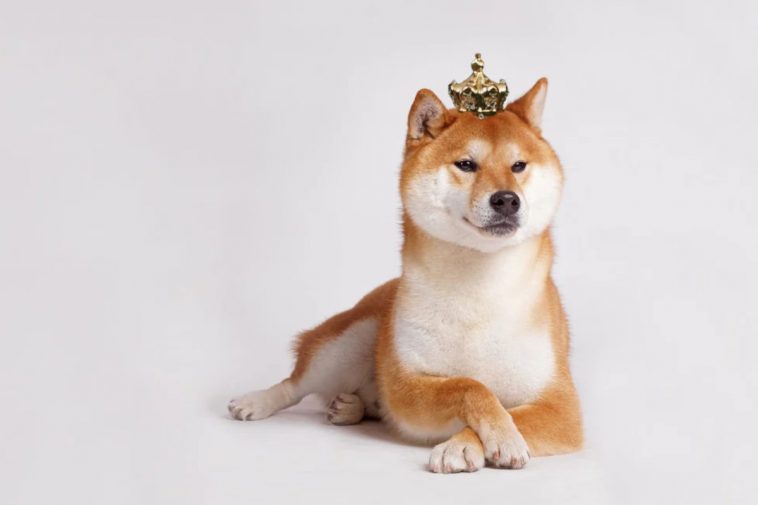 shiba inu criptovaluta