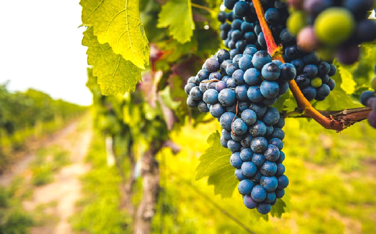 vino sostenibile decreto
