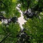 forest 3409907 1280
