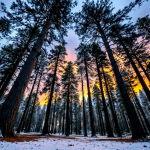 Immagine di La bella addormentata nel bosco della Disney