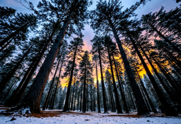 Immagine di La bella addormentata nel bosco della Disney