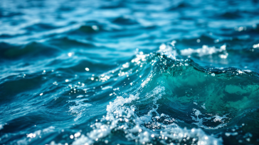 Orche cacciano squali balena nel Golfo della California