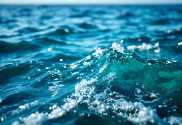 Orche cacciano squali balena nel Golfo della California