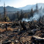 Immagine che illustra gli incendi in California