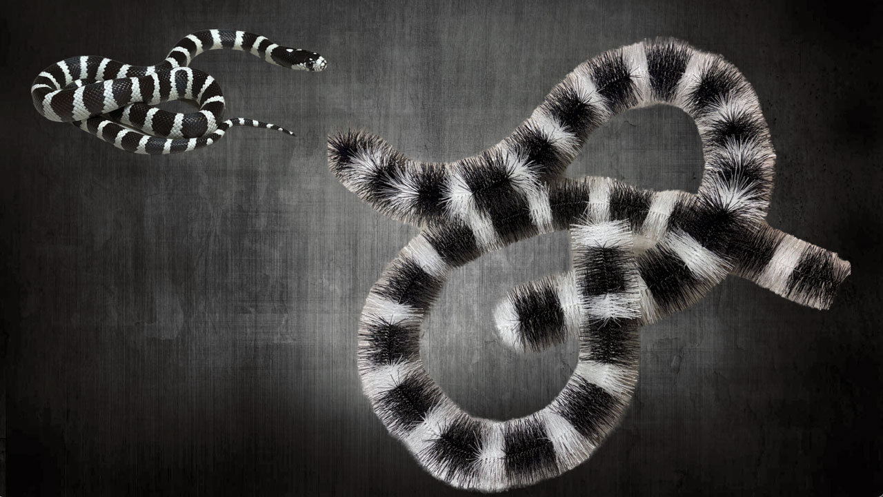 Dissuasori antipiccioni: arrivano gli scovoli che sembrano un serpente velenoso