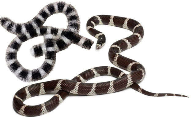 snake scovolo antipiccione italgam