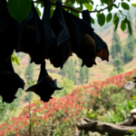 nuove minacce virali cosa ci insegnano i pipistrelli dello yunnan 1750859688
