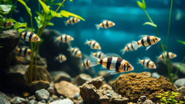 scopri come i pesci zebra possono riparare il loro cuore 1752462520