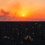 incendi in patagonia analisi delle cause e impatti di unemergenza ambientale 1768523271