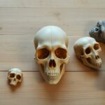 origine e natura del mento umano un possibile sottoprodotto evolutivo 1771087146